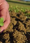 F&Uuml;R IHREN ERFOLG. DIE PASSENDEN SORTENVORTEILE - DEKALB LEITFADEN ZUM RAPSANBAU 2021/22 - Bayer Agrar