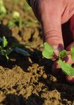 F&Uuml;R IHREN ERFOLG. DIE PASSENDEN SORTENVORTEILE - DEKALB LEITFADEN ZUM RAPSANBAU 2021/22 - Bayer Agrar