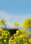 F&Uuml;R IHREN ERFOLG. DIE PASSENDEN SORTENVORTEILE - DEKALB LEITFADEN ZUM RAPSANBAU 2021/22 - Bayer Agrar