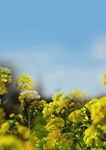 F&Uuml;R IHREN ERFOLG. DIE PASSENDEN SORTENVORTEILE - DEKALB LEITFADEN ZUM RAPSANBAU 2021/22 - Bayer Agrar