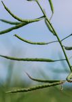 F&Uuml;R IHREN ERFOLG. DIE PASSENDEN SORTENVORTEILE - DEKALB LEITFADEN ZUM RAPSANBAU 2021/22 - Bayer Agrar