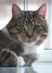 Kotabsatz überprüfen Katze: Tierarztpraxis am Sandkamp