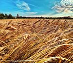 Sorteninformation Herbst 2020 - Wintergetreide | Feuchtgebiet und &Uuml;bergangslagen - Wie du s&auml;st, so wirst du ernten - Probstdorfer Saatzucht