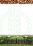 Sorteninformation Herbst 2020 - Wintergetreide | Feuchtgebiet und &Uuml;bergangslagen - Wie du s&auml;st, so wirst du ernten - Probstdorfer Saatzucht