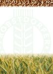 Sorteninformation Herbst 2020 - Wintergetreide | Feuchtgebiet und &Uuml;bergangslagen - Wie du s&auml;st, so wirst du ernten - Probstdorfer Saatzucht