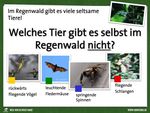 Gut vorbereitet ins Quiz - Regenwald-schuetzen.org