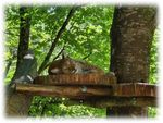 Wildpark News 2020 - Wildpark Bruderhaus