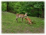 Wildpark News 2020 - Wildpark Bruderhaus