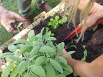 Urban Gardening - GORILLA Schulprogramm