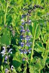 Biodiversität mit winterharten Stauden - Heimische Wildstauden Kultiviert in der Schweiz