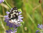 Orchideen und zarte Blütenbesucher - Flachmoore, Magerwiesen und -weiden zwischen Meschach und Millrütte