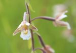 Orchideen und zarte Blütenbesucher - Flachmoore, Magerwiesen und -weiden zwischen Meschach und Millrütte