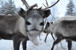 Schwedisch Lappland Begleitete Gruppenreise 26.02 03.03.2021 - Auf der Jagd nach Polarlichtern - HOLIDAY LAND