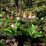 Naturhybriden am Hurricane Creek im Norden Georgias (USA)