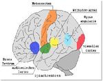 Ursachen und Symptome von Demenz - Jahresarbeit von Lena Binning Fach: Biologie Fachlehrer: Herr Stehl Hessisch Lichtenau/ Friedrichsbr&uuml;ck, den ...