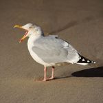 NORDSEE ZUSATZ-TERMIN - NACHFRAGE