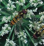 Rote Liste der Schwebfliegen Baden-W&uuml;rttembergs - Fachdienst Naturschutz Naturschutz-Praxis - Core