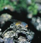 Rote Liste der Schwebfliegen Baden-W&uuml;rttembergs - Fachdienst Naturschutz Naturschutz-Praxis - Core