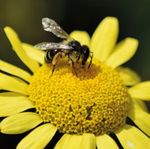 Etablierung von Blühflächen zur Energiegewinnung - Das Projekt steht für: Biodiversität Boden- & Wasserschutz Biogas - Agrokraft