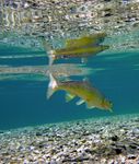 2016 Andreas Pucher Am Neumarkt 15 4713 Gallspach - www.apu.co.at Tel.: 0664/5324127 - APU Fly Fishing