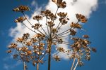 Wildblumenwiese Eine Gebrauchsanleitung zur - Ouni Pestiziden