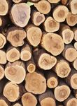 SANDALWOOD INVEST 12 NACHHALTIGES SANDELHOLZ IN AUSTRALIEN - KURZINFORMATION - beteiligungs preis 2019