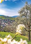Michelbach F r&uuml;hling in - mit amtlichen Bekanntmachungen - Stadt Gaggenau