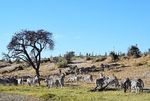 Safaritraum durch Namibia und Botswana im Mai 2021