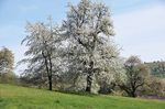 Die Birnbaumeule (Atethmia ambusta) - ein seltener Falter im Naturpark Obst-Hügel-Land