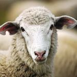 TIERE, DIE F&Uuml;R KLEIDUNG AUSGEBEUTET WERDEN: Problematik und L&ouml;sungen - PEOPLE FOR THE ETHICAL TREATMENT OF ANIMALS PETA.DE