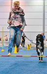 Deutsche Dogge wird German Dog of the Year - Aus dem VerbAnd Obedience: Der Weltmeister kommt aus Deutschland
