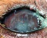 Schauen Sie genauer hin! - Leidet Ihr Hund unter dem "Trockenen Auge"? www.lieblingstier.info