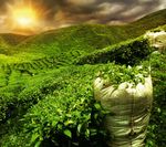 NACHHALTIG HANDELN - DAS GEBOT DER STUNDE - SPECIAL NACHHALTIGKEIT - POWERED BY - CASH.AT