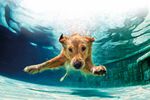 Kommando Abtauchen! Baderegeln f&uuml;r den Hund - Ein besonderer Eingriff - Garten und Zoo ...