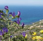 Urlaubsangebote Frühling Sommer Herbst 2019 - www.pinea-corsica.de - Pinea Corsica