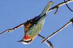 "OUT OF AFRICA" Auf den Spuren von Dr. Grzimek - NORD-TANZANIA - WIGWAM Tours