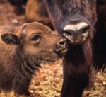 Weihnachtsbatzen für den Unterhalt des Tierparks - Lange Erlen