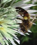 Südländer-Bienen sind noch fleissiger! - Die Macchia - ein ganzjähriges Trachtpflanzen-Eldorado