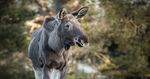 Stockholm - Mai - Juni 2020 - Skandinavische Perle - Alpina Tourdolomit