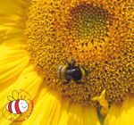 Die Initiative "Alzenau summt!" Stadtnatur, Insektenschutz und biologische Vielfalt - Nr. 6 22.3.2019 - Seite 10 + 11 - Stadt Alzenau