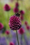 Die Initiative "Alzenau summt!" Stadtnatur, Insektenschutz und biologische Vielfalt - Nr. 6 22.3.2019 - Seite 10 + 11 - Stadt Alzenau