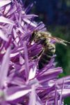 Die Initiative "Alzenau summt!" Stadtnatur, Insektenschutz und biologische Vielfalt - Nr. 6 22.3.2019 - Seite 10 + 11 - Stadt Alzenau