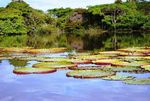 Suriname, Französisch-Guyana & Guyana - "Unberührte Natur- und Kulturvielfalten" Eine Reiseidee für Sondergruppen - Kiwi Tours
