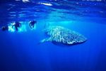Törnbeschreibung: SAN PEDRO - Cay Corker - Lighthouse Reef - Great Blue Hole - BELIZE CITY - Katamaran Segeln Tauchen ...