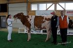 Milchkühe - Landwirtschaftliches Zentrum Liebegg