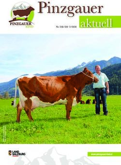 Pinzgauer aktuell - Pinzgauer Rind