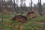 Waldzustandsbericht 2018 - sachsen.de