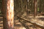 Waldzustandsbericht 2018 - sachsen.de
