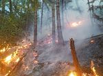 Waldzustandsbericht 2018 - sachsen.de