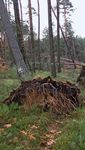 Waldzustandsbericht 2018 - sachsen.de